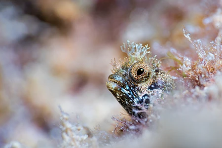 Medusa Blenny
