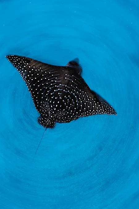 Eagle Ray Swirl