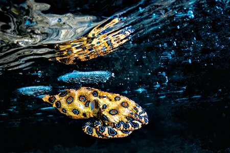 Blue-Ringed Octopus Hunting