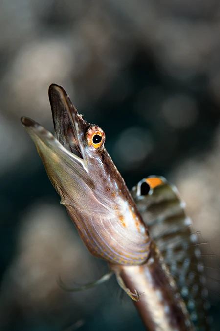 Yellowface Pikeblenny