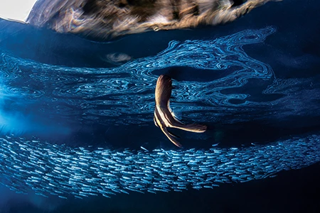 Longfin Batfish and Sardines