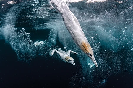 Diving Gannets