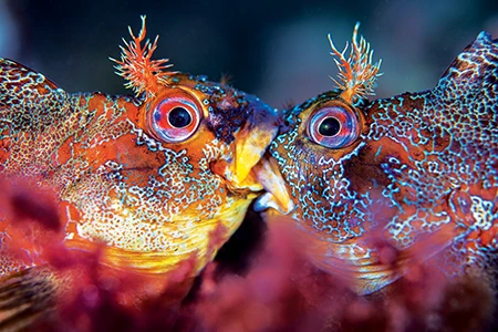 Tompot Blennies