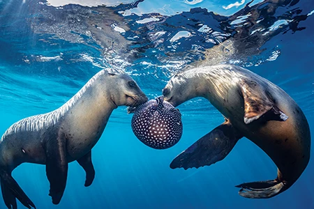 California Sea Lions and Pufferfish