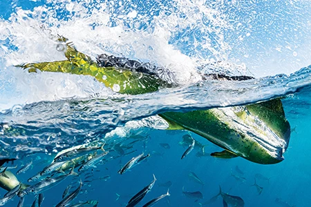 Mahi-Mahi with Sardine