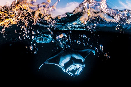 Mantas Feeding on Plankton