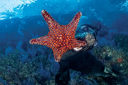 Sea Lion and Sea Star