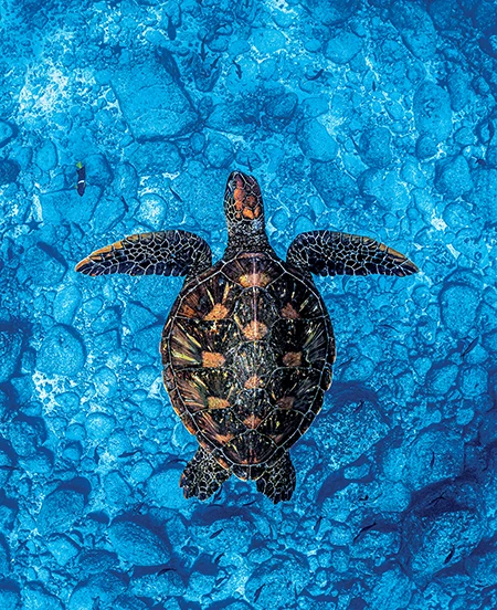 Green Sea Turtle
