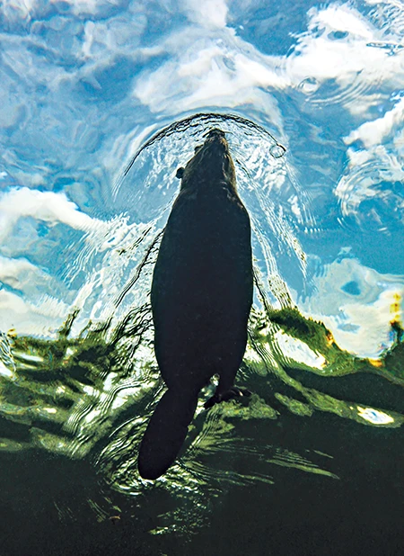 beavers are adept swimmers and divers