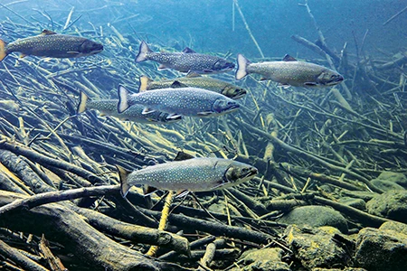 Mature Atlantic salmon swim over a beaver stick storage habitat