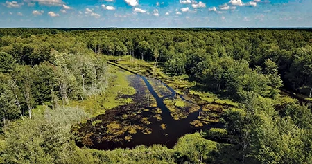 A beaver dam&nbsp;system