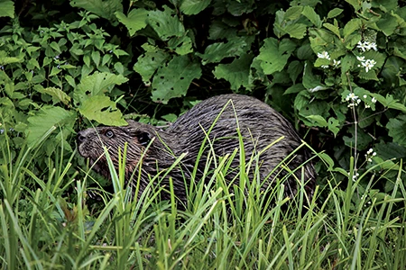Beavers seek cover under foliage