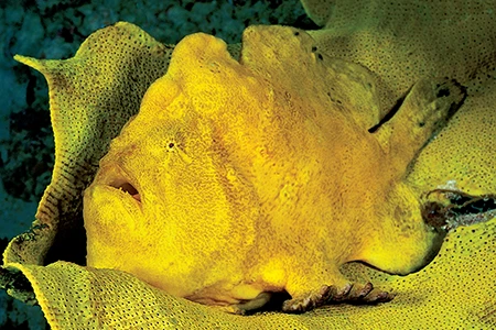A Commerson’s frogfish