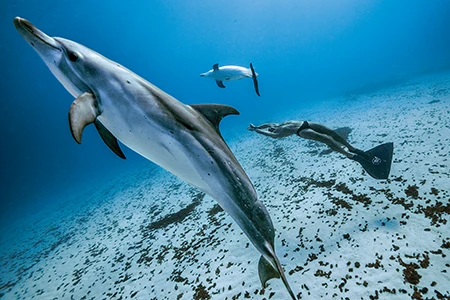 two Atlantic spotted dolphins.