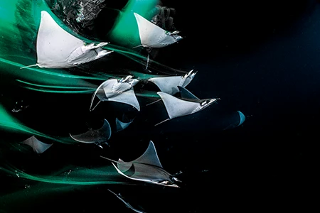 Munk&rsquo;s Devil Rays