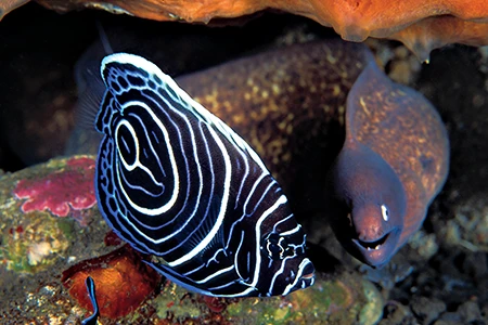 A juvenile emperor angelfish and a white-eyed moray
