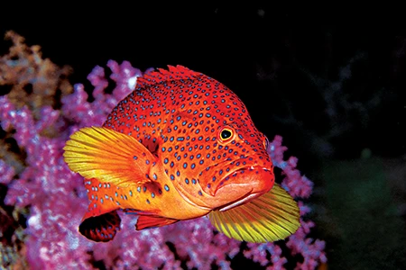 A coral grouper