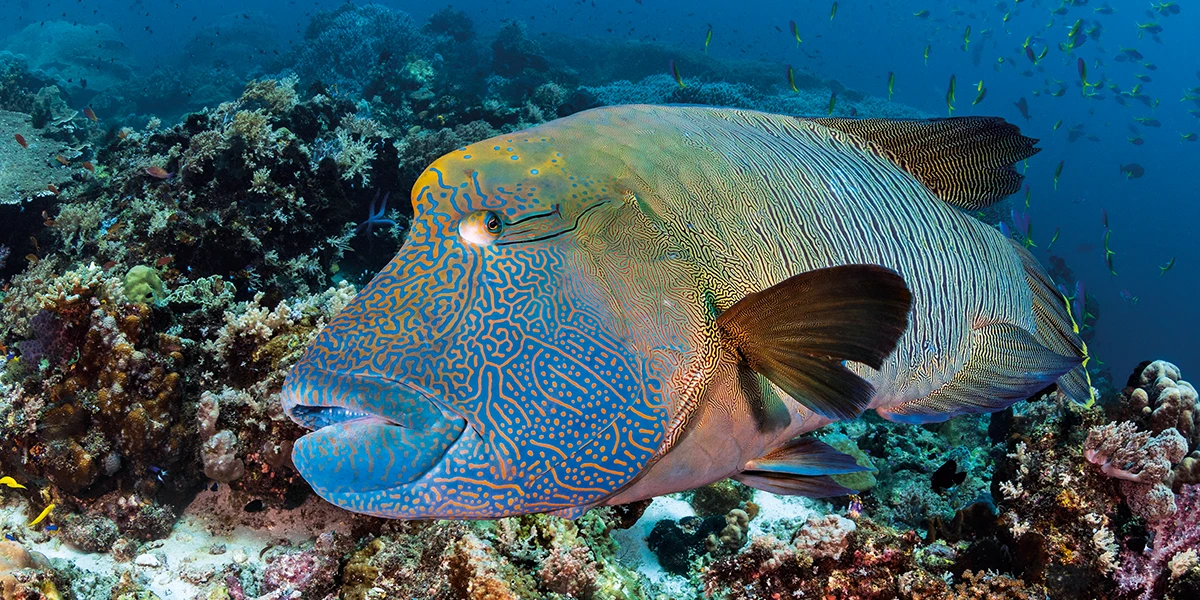 The Napoleon wrasse, or humphead wrasse