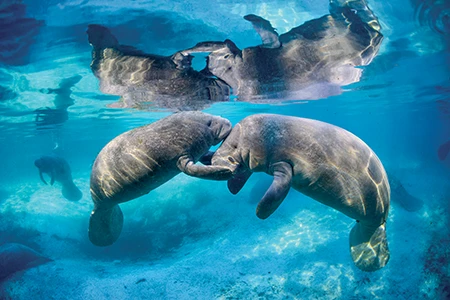 manatees