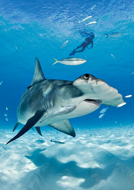 hammerhead shark