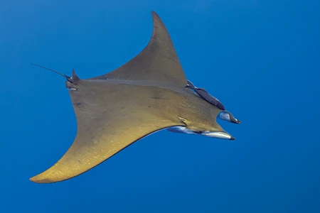 Sicklefin devil rays