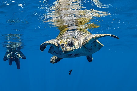 Olive ridley sea turtle
