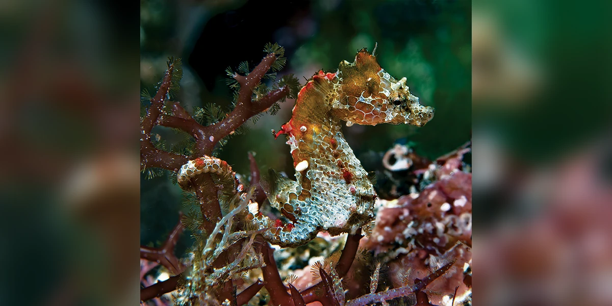The scientific name of Japan’s beloved Japanese pygmy seahorse, H. japapigu, translates as Japan pig