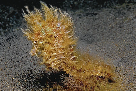 Some lined seahorses develop body filaments to disguise their presence