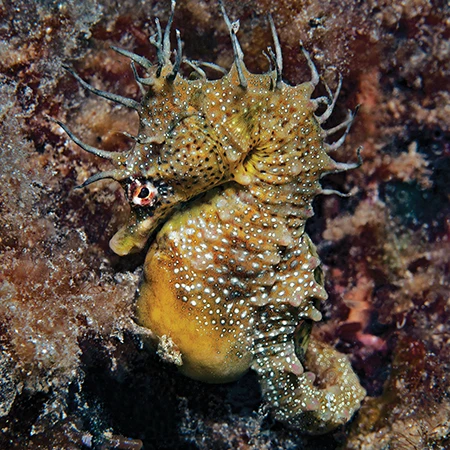potbellied seahorse