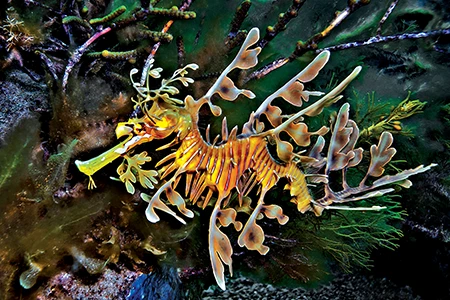 leafy seadragon