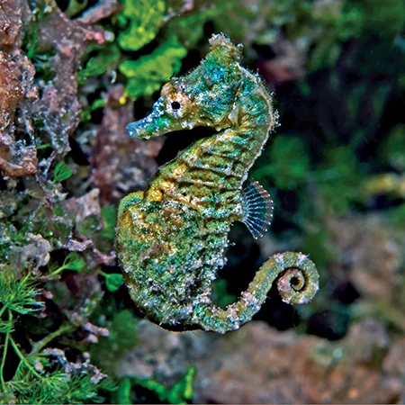 dwarf seahorse