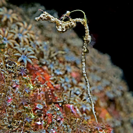 tiny Rumengan’s pipefish (Kyonemichthys rumengani)