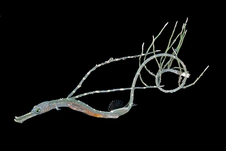 short-tailed pipefish