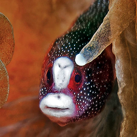 Braun’s pughead pipefish