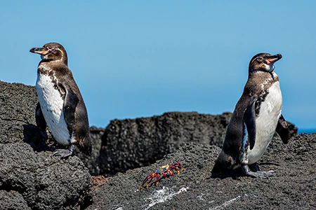 small Gal&aacute;pagos penguins