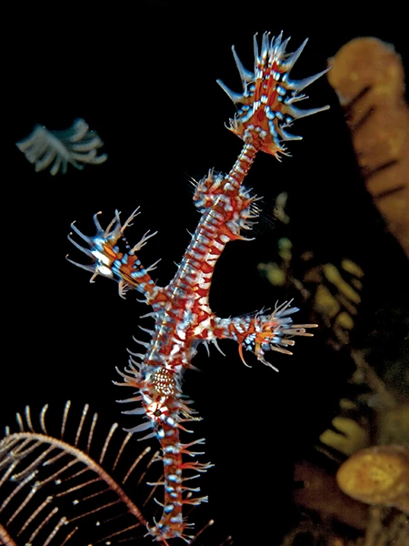 the ornate ghost pipefish