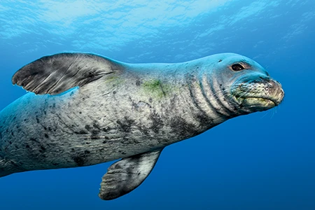 Hawaiian monk seals
