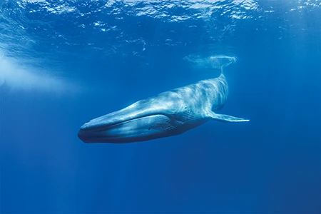 Blue whale