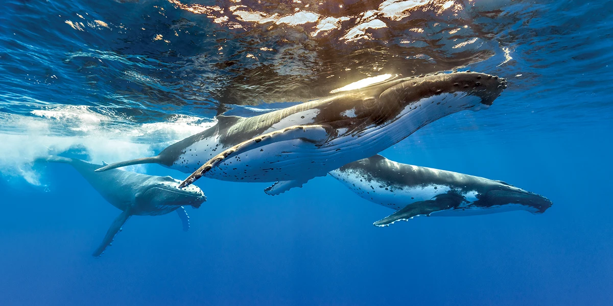Humpback Whales