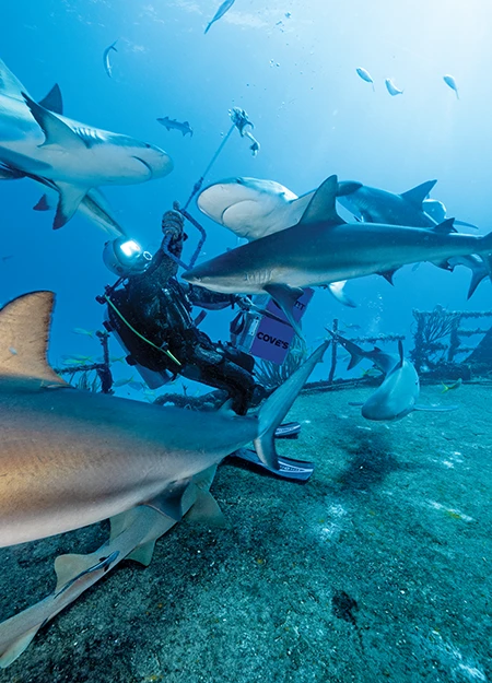 Shark wrangler Travis Cove feeds a bit of bait from a pole spear to Caribbean reef sharks
