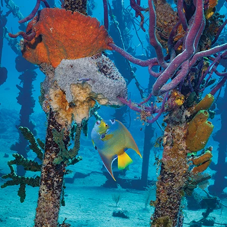 A queen angelfish nibbles a sponge