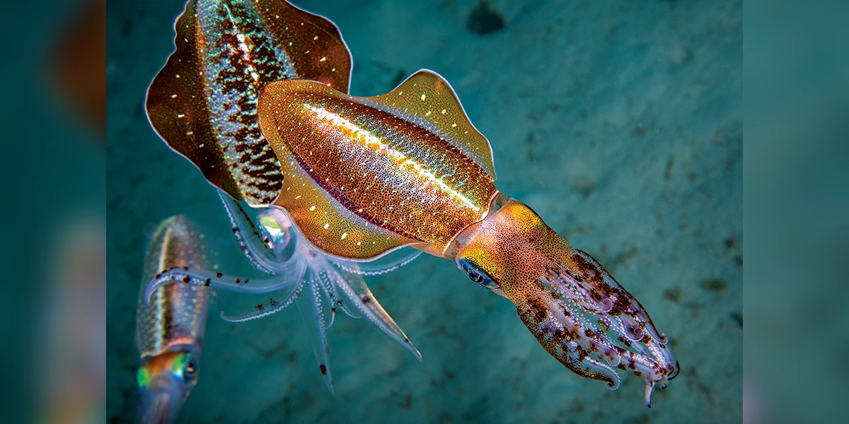 Caribbean reef squids measure up to 12 inches (30 cm) long and frequently change colors and patterns, including when interacting with others.