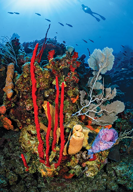 A diver swims overtop the reef where bright sponges and sea fans thrive.