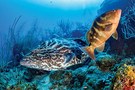 A black grouper (left) and Nassau grouper