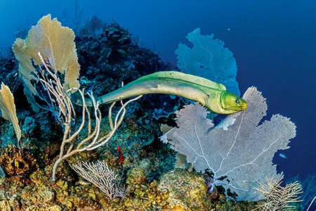 A green moray eel snakes its way between sea fans