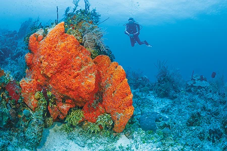 Colorful sponges, like this orange elephant ear