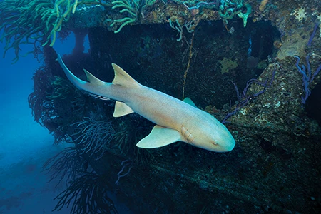 A nurse shark