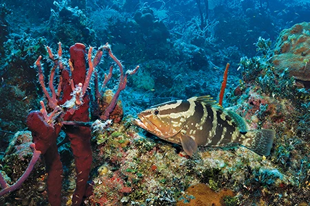 Heineken Wall is a good place for encounters with groupers, both Nassau (as seen here) and tiger groupers.