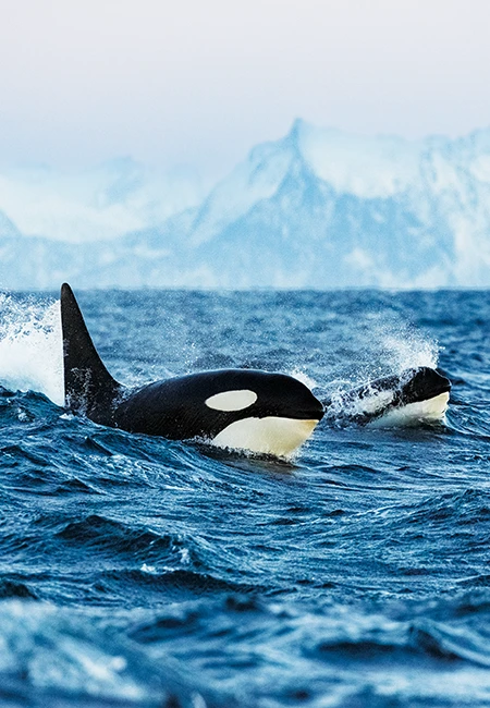 Orcas whales