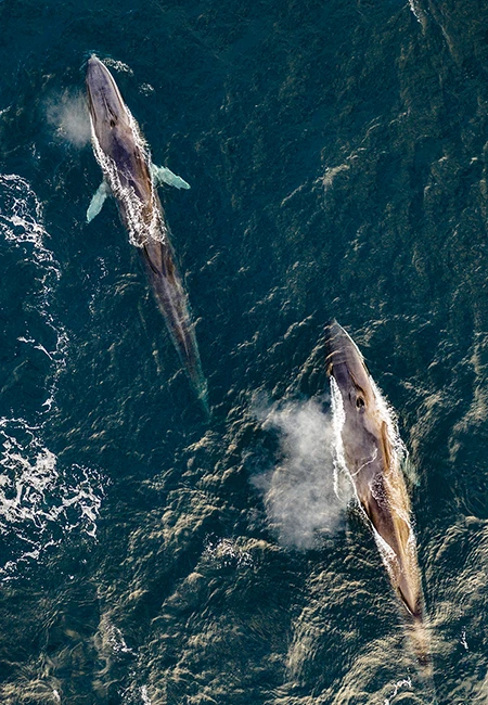 Fin whales